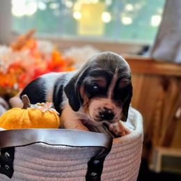 Light blue girl - Black white and brown female Basset Hound puppy in Converse, Louisiana from Walkers Catuna Bassett Hounds