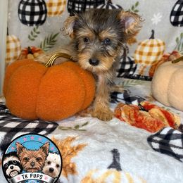 Mary Jane - Blue and gold female Yorkshire Terrier puppy in Rochester, New York from TK PUPS
