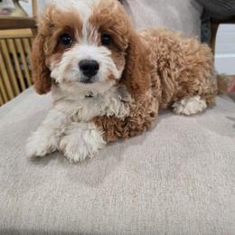 Bronco - Red  male Goldendoodle puppy in Fordland, Missouri from K&K's Puppy Kingdom