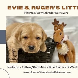 Rudolph - Yellow male Labrador Retriever puppy in Grand Gorge, New York from Mountain View Labrador Retrievers