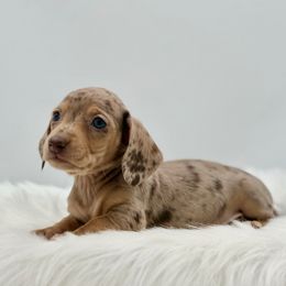 Starla - Dapple female Dachshund puppy in Litchfield, Illinois from Charmm Dachshunds