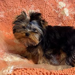 Bella - Blue and gold female Yorkshire Terrier puppy in Daggett, Michigan from Hetzel’s Enchanted Yorkies (Michigan)