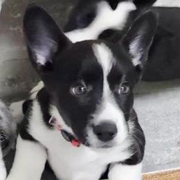 Moonshine (Red collar) - Black and white female Cardigan Welsh Corgi puppy in Omaha, Arkansas from DnD Corgis