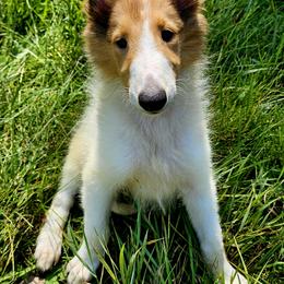 Collie Puppies from Magnificent Collies