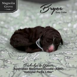 Bryce - Grey Collar - male Australian Mountain Doodle puppy in Oxford, Alabama from Magnolia Grove Doodles
