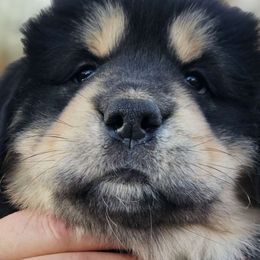 Henryetta - Black and tan Tibetan Mastiff puppy in Tulsa, Oklahoma from Hi Stand Boxers, Frenchies, & Tibetan Mastiffs