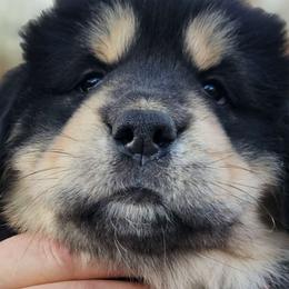 Henryetta - Black and tan Tibetan Mastiff puppy in Tulsa, Oklahoma from Hi Stand Boxers, Frenchies, & Tibetan Mastiffs