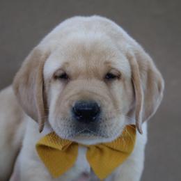 Friar Tuck - Yellow male Labrador Retriever puppy in Ocala, Florida from Moon river Labradors