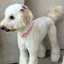 Malibu - Goldendoodle
