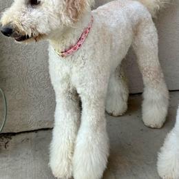 Malibu - Goldendoodle