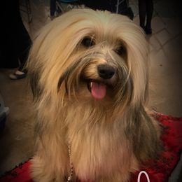 Jag - Havanese