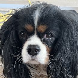 Austen - Cavalier King Charles Spaniel