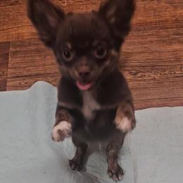 Moses - Chocolate male Chihuahua puppy in Robeline, Louisiana from Cane River Chihuahuas