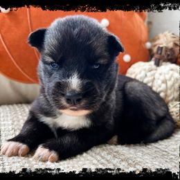 Zombie - Agouti and white male Siberian Husky puppy in Union Grove, Alabama from Southern Siberian Life