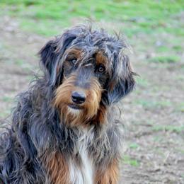 Thelma - Bernedoodle