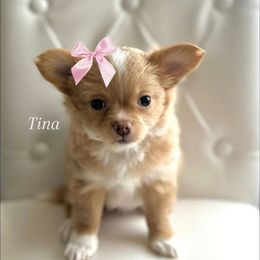 Girl 1 - Fawn and white female Chihuahua puppy in Burleson, Texas from Luxe Paradise House of Chi