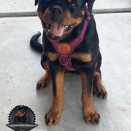 Rottweiler Puppies from Von Der Hing Rottweilers