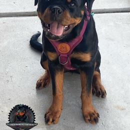 Rottweiler Puppies from Von Der Hing Rottweilers