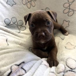Theia - Brown female American Pit Bull Terrier puppy in Frederick, Maryland from •Wyngate Pits•