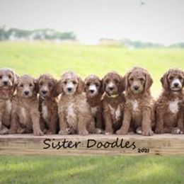 Goldendoodle Puppies from Sister Doodles