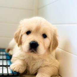 Georgia - Light golden female Golden Retriever puppy in Deer Lodge, Tennessee from SelahGold