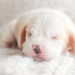 Madeleine, aka Maddi - Red and white female Beagle puppy in Caldwell, Ohio from Folklore Kennel