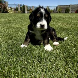 Bernedoodle Puppies from Burbank Bernedoodles