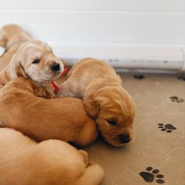 Golden Retriever Puppies from Gillit Family Goldens of NTX