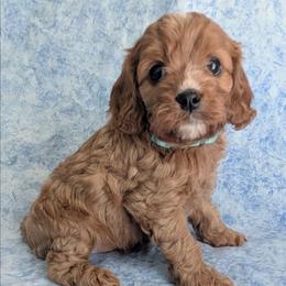 Lilac - Red female Cavapoo puppy in Placerville, California from Quartz Mountain Doodles