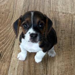 Pocket Beagle Holly - Black tan and white female Beagle puppy in Gentry, Arkansas from HC Puppy Ranch