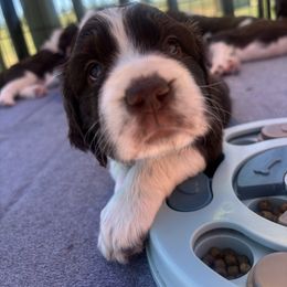 Grey girl - Liver and white female English Springer Spaniel puppy in Acton, Montana from Sparks Springer Spaniels