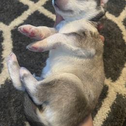 Siberian Husky Puppies from Alexandra's Siberian Huskies