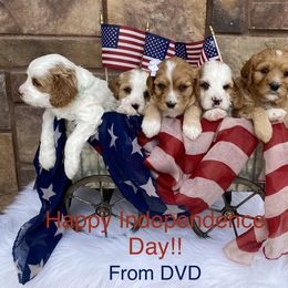 Cavapoo, Goldendoodle, and Poodle Puppies from Desert Valley Doodles