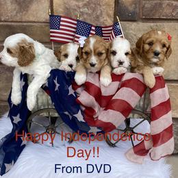 Cavapoo, Goldendoodle, and Poodle Puppies from Desert Valley Doodles