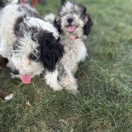 Aussiedoodle, Miniature Australian Shepherd, Poodle, and Toy Australian Shepherd Puppies from Mowry Creek Mini Aussiedoodles and More