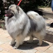 Keeshond Puppies from Windrift