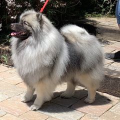 Keeshond Puppies from Windrift