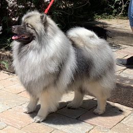 Keeshond Puppies from Windrift