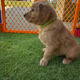 Golden Retriever Puppies from Sydney’s Goldens