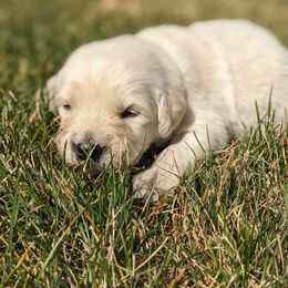 Saffron - Light golden male Golden Retriever puppy in Lakeside, Arizona from Tall Pines Goldens