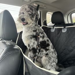 Bernedoodle and Goldendoodle Puppies from A.N.A. Doodles