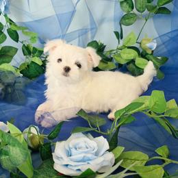 Female 4 - White female Maltese puppy in Fresno, California from Soua's Pups