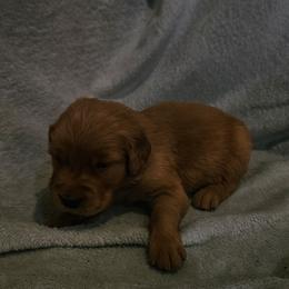 Brie - Golden male Golden Retriever puppy in Dayton, Minnesota from Akoya Kennels