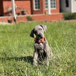 Great Dane Puppies from Sand Mountain Danes LLC