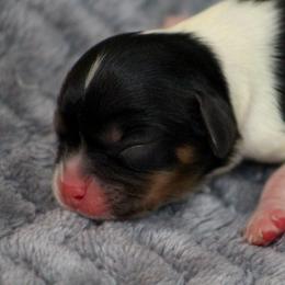 Alana - Tri-color female Cavalier King Charles Spaniel puppy in Granite Falls, North Carolina from Country Life Cavaliers