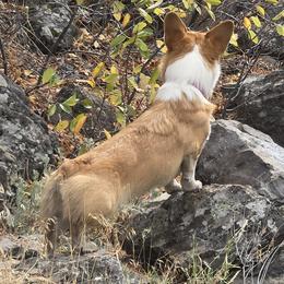 Pembroke Welsh Corgi All Grown Up from PBJ Corgis