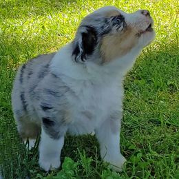 Miniature American Shepherd Puppies from DreamWeaver