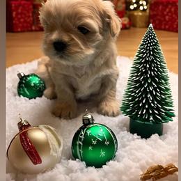 Shih Tzu Puppies from Butterfly Shih Tzu Pups