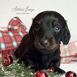 Pierce - Black and tan male Dachshund puppy in Clever, Missouri from Autumn Breeze Dachshunds