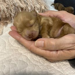 Purple  collar - Gold female Shihpoo puppy in Millsap, Texas from Gaston’s Posh Poodles and Doodles